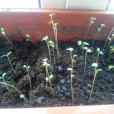 Sadnice kupusa ispružene: šta učiniti